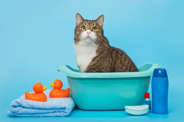 Frisco Apartments with Pet Wash Station